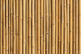 AS Creation Wallpaper 3 XXL Fotobehang 471679 XL Bambus/Bamboe