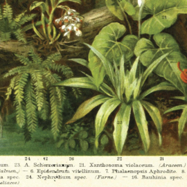 DWD Natural History Fotobehang NH250017 Tropisch Regenwoud/Maatwerk