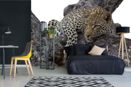 Dimex/Wall Murals 2023 Fotobehang MS-5--0537 Leopard In Tree/Luipaard/Dieren