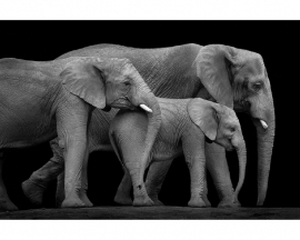 AS Creation APDigital2 Fotobehang  470512 Three Elephants/Olifanten