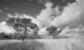 We Live by Light/Holland Hoge Veluwe Fotobehang 0117