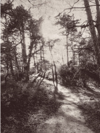 Eijffinger Lino Fotobehang 379100 Into the Woods/Landschap