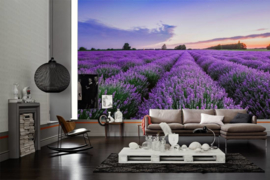 AS Creation Wallpaper XXL3  Fotobehang 470622XL Lavendel