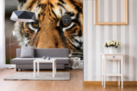 Dimex/Wall Murals 2023 Fotobehang MS-5-0542 Beautiful Big Tiger/Tijger/Dieren