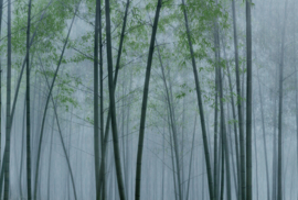 AS Creation Walls by Patel 3 Fotobehang DD122104 In the Bamboo 2/Bamboe/Natuurlijk