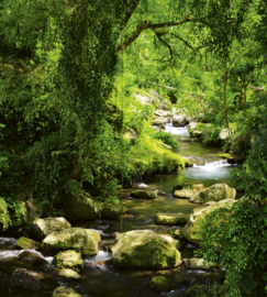 Dimex Fotobehang Stream MS-3-0079 Natuur/Bos