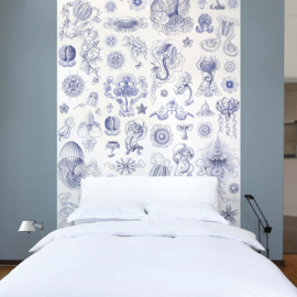 DWD Natural History Fotobehang NH250045 Delfts blauwe kwallen/Maatwerk