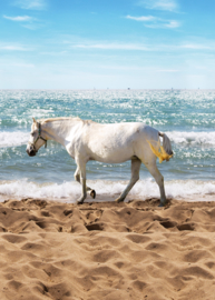 Behangexpresse Kate & Andy Fotobehang INK7424 Horse on the Beach