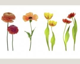 Fotobehang 036221 ASCreation Bloemen