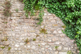 Dimex/Wall Murals 2023 Fotobehang MS-5-2405 Stone Wall With Leaves/Muur met Bladeren