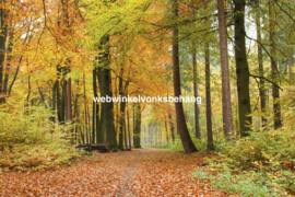 Dimex Fotobehang Autumn Forest MS-5-0099 Bos/Herfst