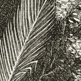 DWD Natural History Fotobehang NH250030 Tropisch woud in Ceylon/Maatwerk