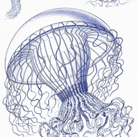 DWD Natural History Fotobehang NH250045 Delfts blauwe kwallen/Maatwerk