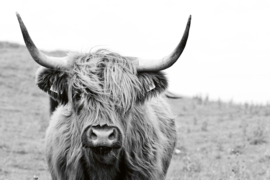 Dimex/Wall Murals 2023 Fotobehang MS-5--0458 Scottish Cow/Schotse hooglander