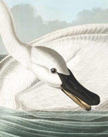 Kek Fotobehang PA-001 Trumpeter Swan/Zwaan/Flora & Fauna