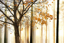 AS Creation Wallpaper XXL3 Fotobehang 470650XL Tree Detail