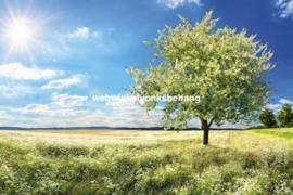 Dimex Fotobehang Blossom Tree MS-5-0096 Natuur/Boom