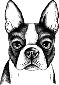 Behangexpresse Platinum Shapes Behang PLC017 Mopshond/Bulldog