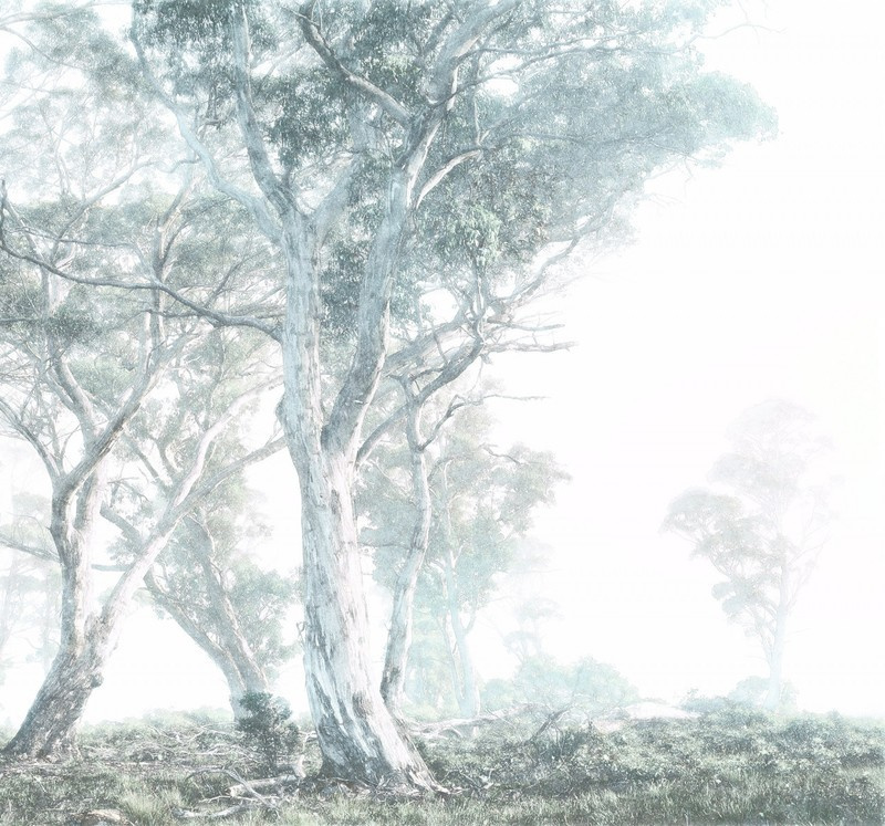 Noordwand Komar Raw Fotobehang R3-023 Magic Trees/Bomen