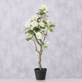 Plant in potje -  Hortensia - 90m - Groen - Kunststof - Wit - Beton