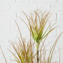 Plant in pot - Glanshaver - 60cm - Groen - Kunststof