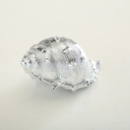 Schelp - Zeefruit - Decoratie - 2 set - zilver - 14 cm