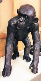 Chimpansee bronzen aap beeld