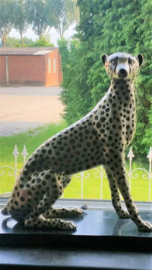 Bronzen cheetah of jachtluipaard