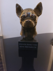 Chihuahua bronzen hond kortharig