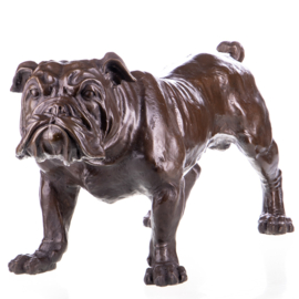 Engelse bulldog groot bronzen beeld
