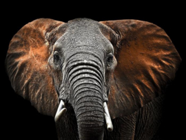Glasschilderijen safaridieren