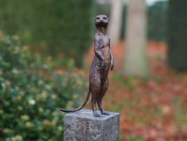 Bronzen stokstaartje meerkat beeld