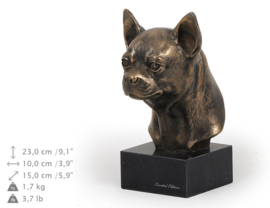 Chihuahua bronzen hond kortharig