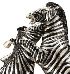 Vechtende zebra paarden beeld