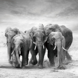 Glasschilderijen safaridieren