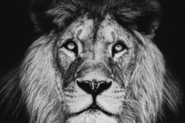 Glasschilderijen safaridieren