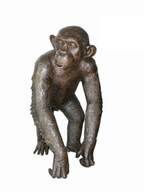 Chimpansee bronzen aap beeld