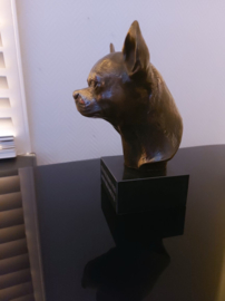 Chihuahua bronzen hond kortharig