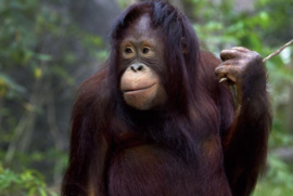 Glasschilderijen safaridieren