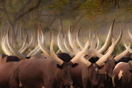 Glasschilderijen safaridieren