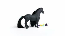 Beauty horse Criollo Definitivo merrie
