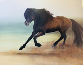 Paardenschilderij 'Kaenn, IJslander'