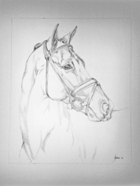 Portrettekening van je paard in grafiet op 200 grams papier 70 x 100 cm