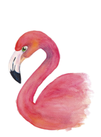 Flamingo