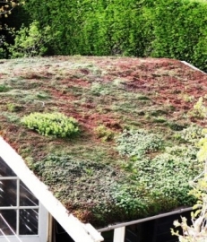 Sedum mat