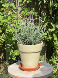 Bloempot met schotel nr.3 Millennium / zandkleur / groot