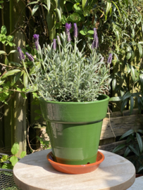 Bloempot met schotel nr.3 Millennium / mosgroen / groot