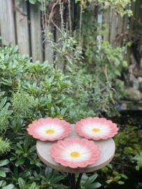 Reliëf bloem bord Ø21cm / Spaanse Margriet (R.25)