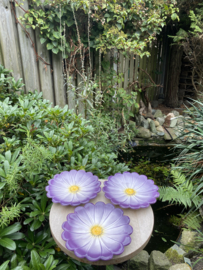Reliëf bloem bord Ø21cm / Spaanse Margriet (R.25)