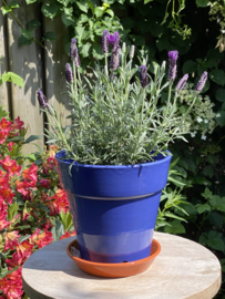 Bloempot met schotel nr.3 Millennium / lavendelblauw / groot